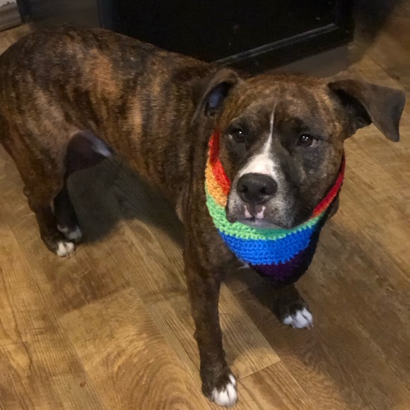 Crocheted Rainbow Bandana For Pets - Picture 3 of 5